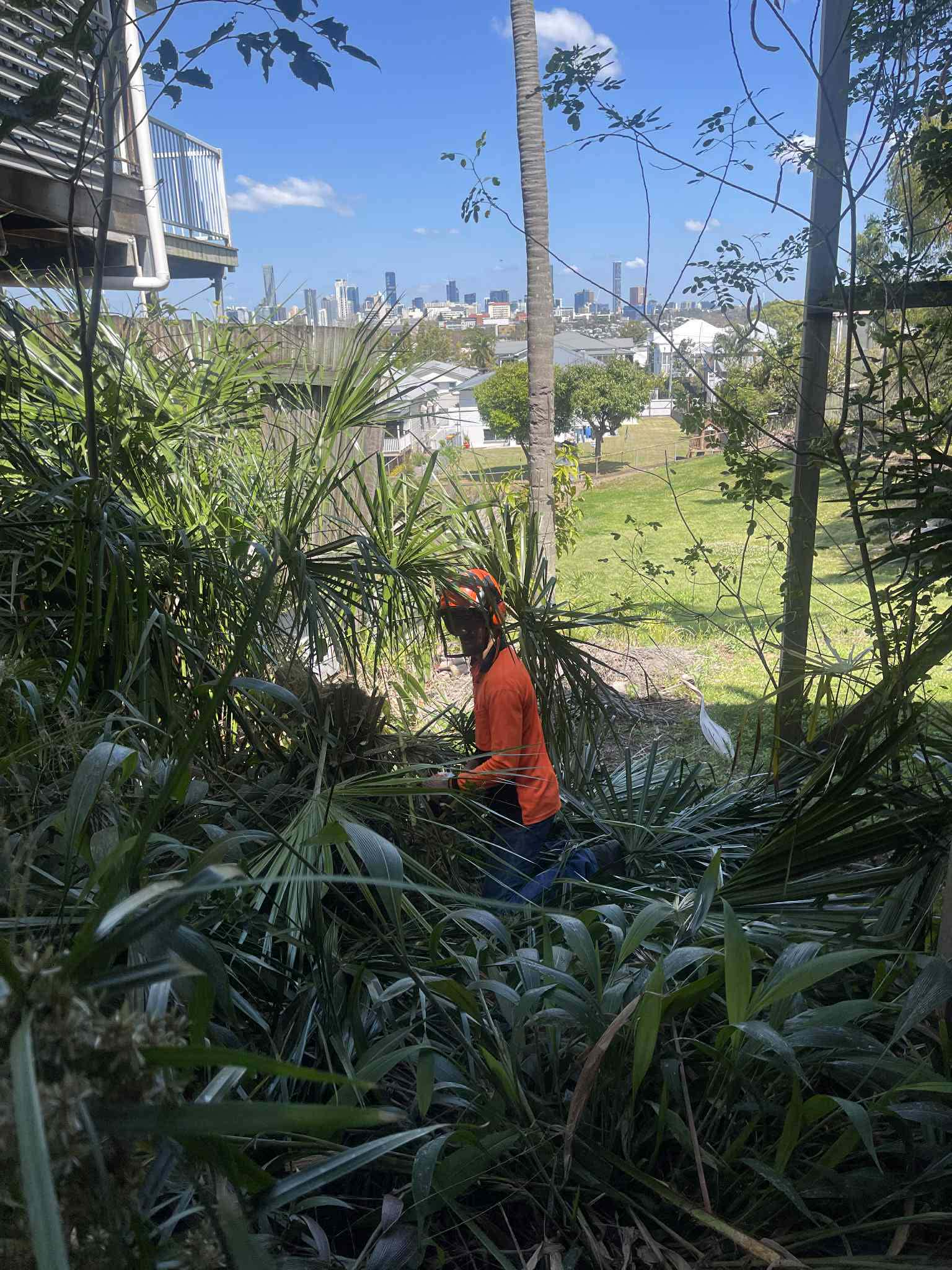 Overgrown palms and weeds before clearing in Samford Valley